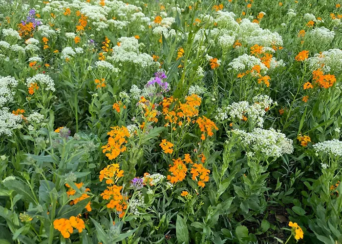 Serenity Garden Walking 2 Untold * Kaloşvar